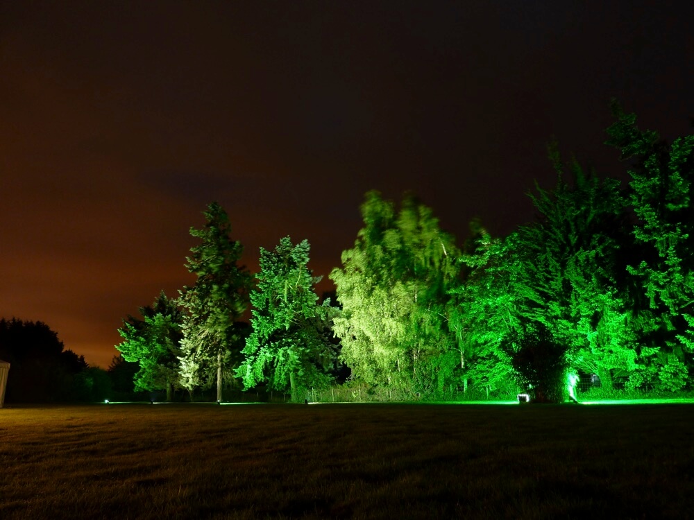 Uplighting Trees